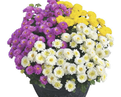 Chryzantéma Chrysanthemum multiflora trio květináč Ø 27 cm 1 ks, různé barvy Chryzantémový keř s fialovými, žlutými a bílými květy
