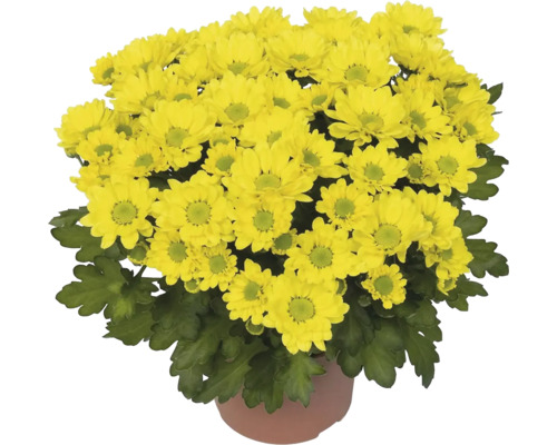 Chryzantéma Chrysanthemum řízená květináč Ø 10,5/11 cm 1 ks, různé barvy