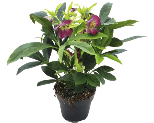 Čemeřice východní FloraSelf Helleborus orientalis Early Dark květináč Ø 12 cm Čemeřice v květináči se zelenými listy a červenými květy