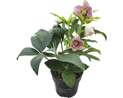 Čemeřice východní FloraSelf Helleborus orientalis 'Early Pink' květináč Ø 12 cm Čemeřice v květináči