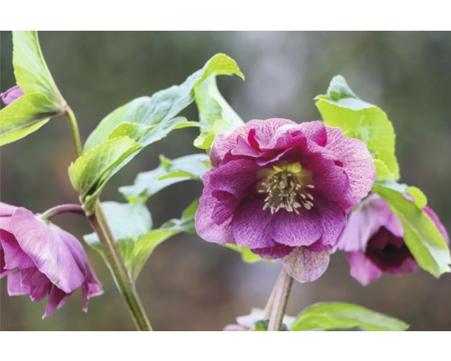 Čemeřice východní plnokvětá FloraSelf Helleborus orientalis Viv květináč Ø 19 cm Detail fialové čemeřice s zelenými listy.