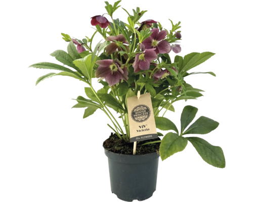 Čemeřice v květináči