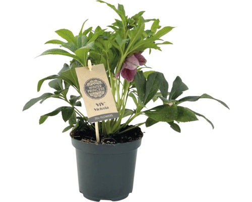 Čemeřice ''Winter Princess'' v květináči