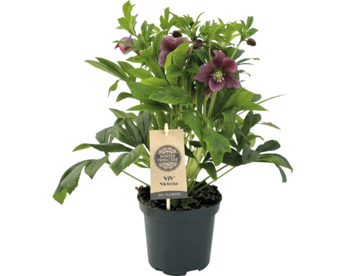 Čemeřice Victoria v květináči s více než 30 květy