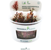 Rotala rotundifolia Blood Red akvarijní rostlina v in vitro kelímku