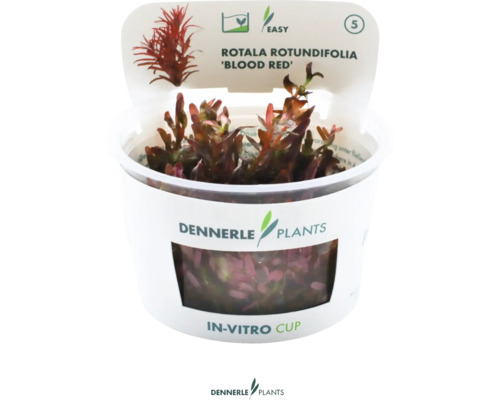 Rotala rotundifolia 'Blood Red' Cup Rotala rotundifolia Blood Red akvarijní rostlina v in vitro kelímku