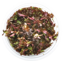Pohled shora na Rotala rotundifolia v květináči pro akvária