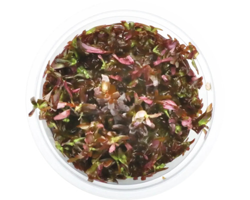 Pohled shora na Rotala rotundifolia v květináči pro akvária
