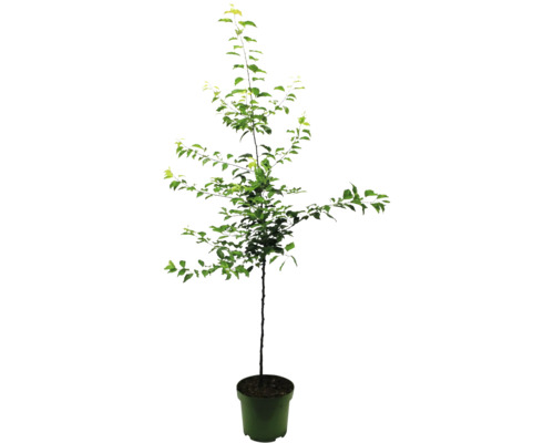 Sloupovitá jabloň v květináči