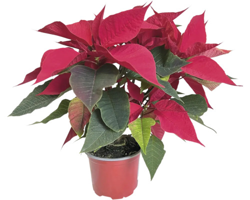 Vánoční hvězda vícevýhonová Poinsettia květináč Ø 14 cm