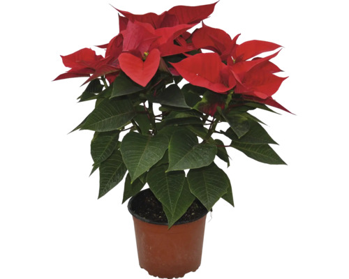 Vánoční hvězda dekorační Poinsettia květináč Ø 17 cm