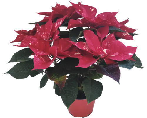 Vánoční hvězda vícevýhonová Poinsettia Star květináč Ø 14 cm