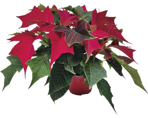 Vánoční hvězda vícevýhonová Poinsettia květináč Ø 11 cm