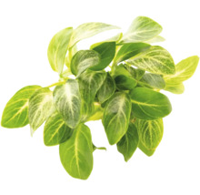 Zelená umělá rostlina s listy