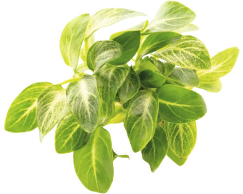 Vodní rostlina Anubias Barteri var. Nana Stardust Zelená umělá rostlina s listy