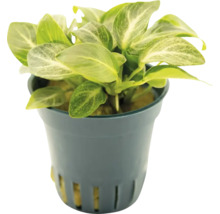 Anubias barteri v květináči