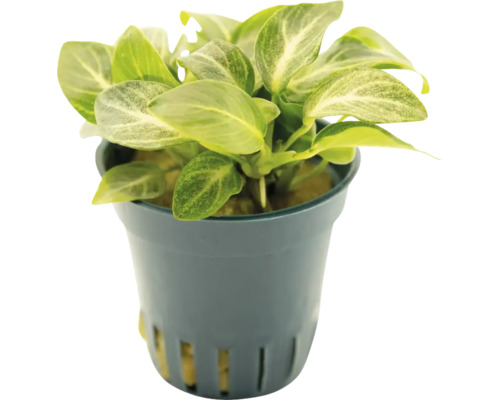 Anubias barteri v květináči