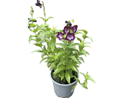 Penstemon v květináči s purpurovými květy