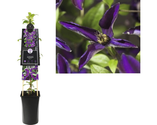 Plamének Noora v květináči