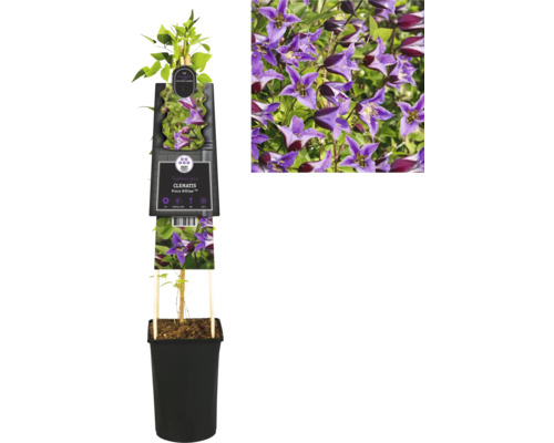 Plamének v květináči s fialovými květy