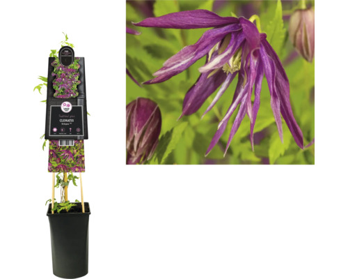 Plamének v květináči s mřížovou oporou