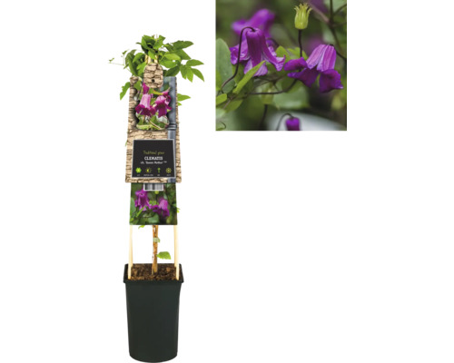 Plamének v květináči