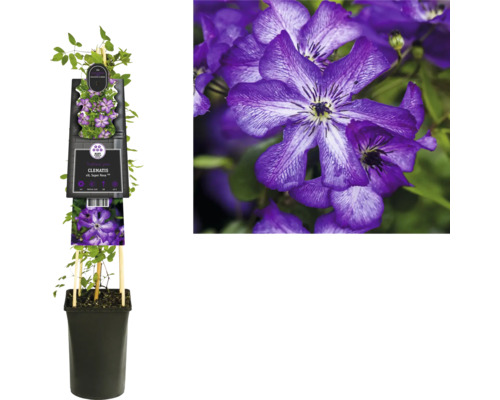 Plamének v květináči s popínavou oporou a fialovými květy