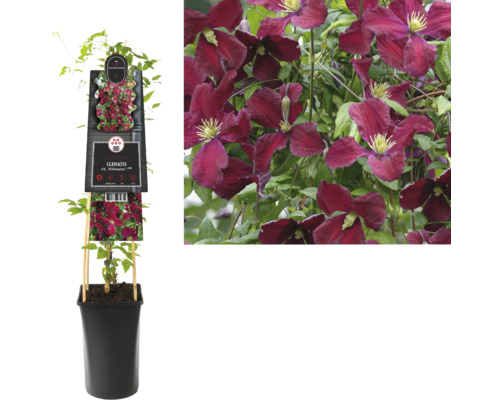 Plamének ''Viticella'' v květináči s podpěrou a kvetoucí plamének