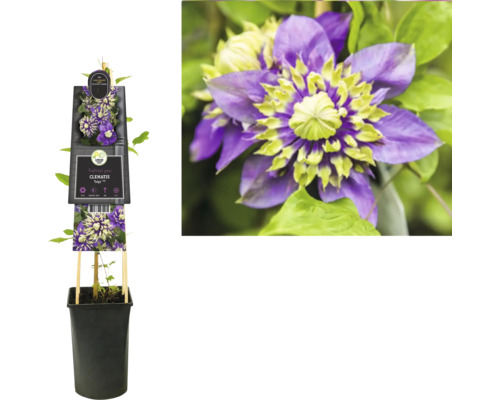 Plamének ''Taiga'' v květináči s podpěrou