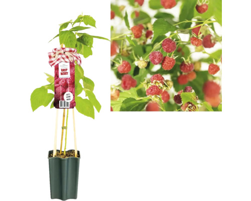 Sazenice maliníku v květináči s dozrálými plody