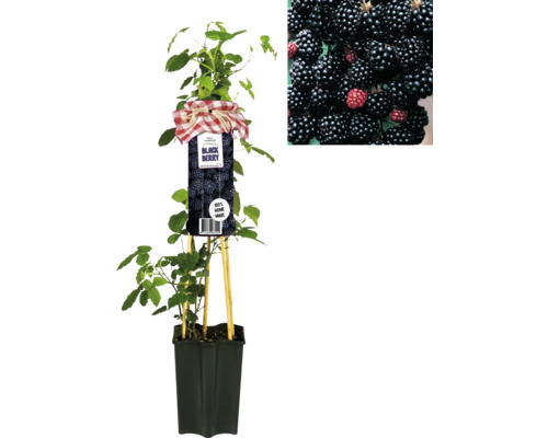 Ostružiník v květináči s plody