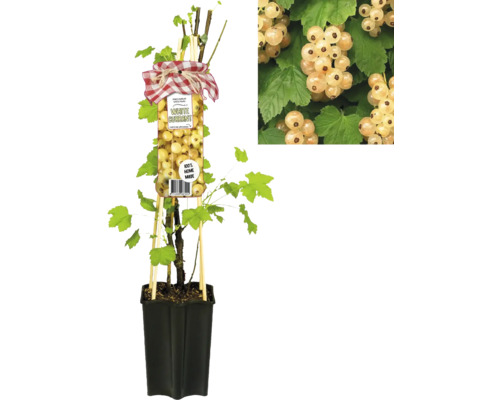 Bílá rybíz v květináči s oporou a detailním záběrem bobulí