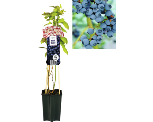 Rostlina borůvky v květináči s detailním záběrem plodů