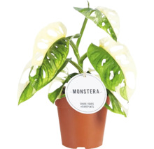 Rostlina Monstera v květináči