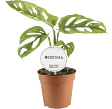 Monstera FloraSelf Monstera adansonii 'Mint' květináč Ø 12 cm