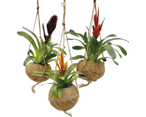 Kokodama závěsný FloraSelf bromélie mix výška vč. květináče cca 35 cm květináč Ø 15 cm Kokodama závěsný FloraSelf bromélie mix výška vč. květináče cca 35 cm květináč Ø 15 cm