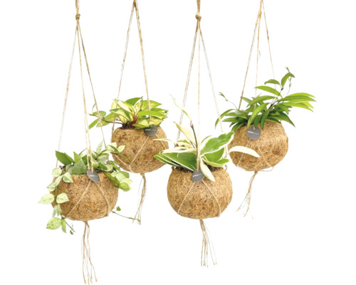 Kokodama závěsná FloraSelf hoja mix v závěsném květináči jako set, výška vč. květináče cca 20 cm květináč Ø 12 cm Kokodama závěsná FloraSelf hoja mix v závěsném květináči jako set, výška vč. květináče cca 20 cm květináč Ø 12 cm