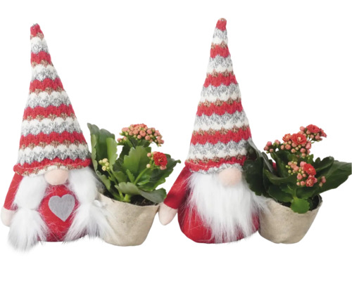 Vánoční aranžmá kolopejka skřítek FloraSelf výška cca 24 cm 1 ks, různé druhy Dva dekorativní trpaslíci s květinami v květináčích