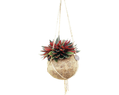 Kokodama pepřinec v závěsném květináči FloraSelf Peperomia květináč Ø 15 cm Kokodama pepřinec v závěsném květináči FloraSelf Peperomia květináč Ø 15 cm