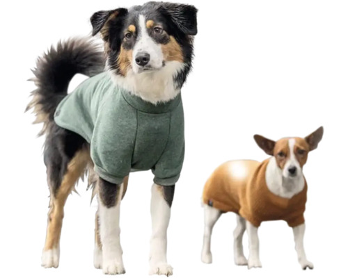 Dva psi nosí oblečení pro psy