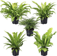 Kapradina mix FloraSelf květináč Ø 26 cm jubilejní edice 35 let FloraSelf 1 ks, různé druhy