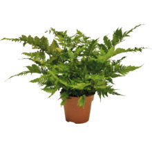 Kapradina mix FloraSelf květináč Ø 26 cm jubilejní edice 35 let FloraSelf 1 ks, různé druhy