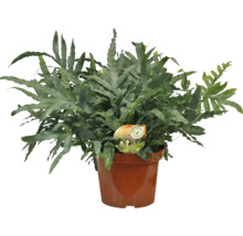 Kapradina mix FloraSelf květináč Ø 26 cm jubilejní edice 35 let FloraSelf 1 ks, různé druhy