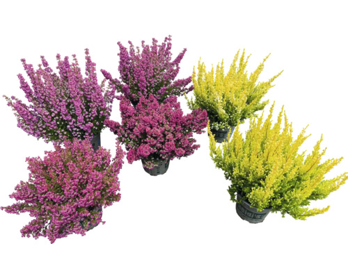 Vřesovec kapský Heidi’s® Erica gracilis květináč Ø 12 cm 1 ks, různé druhy