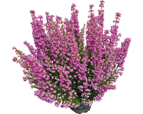 Vřesovec v květináči