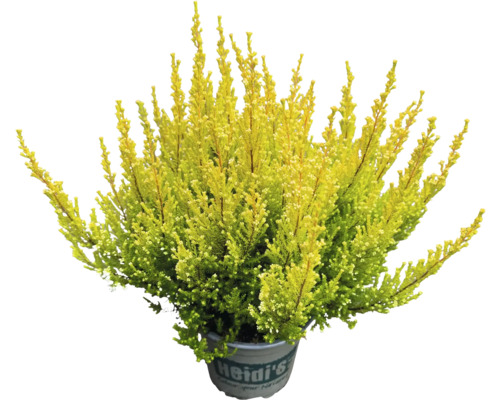 Vřes obecný v květináči