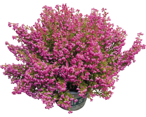 Vřesovec v květináči s růžovými květy