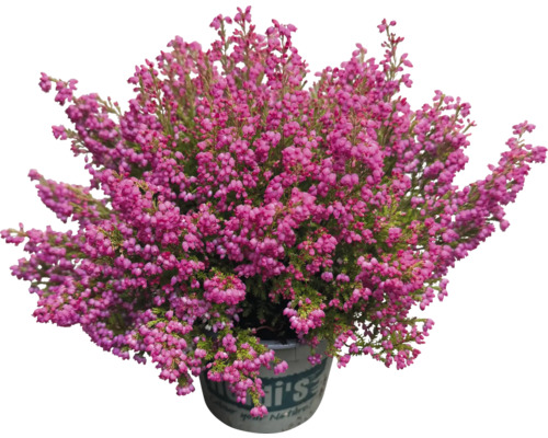 Vřes obecný v květináči