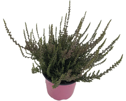 Vřes obecný v květináči