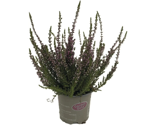 Vřes obecný v květináči